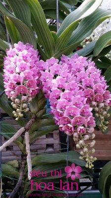 hoa dia lan choi duoc bao lau 4