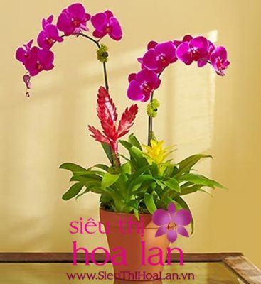 hoa dia lan co y nghia gi 4
