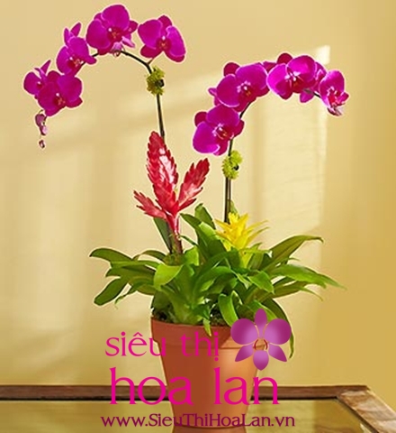 Hoa địa lan có ý nghĩa gì? hoa dia lan co y nghia gi 4