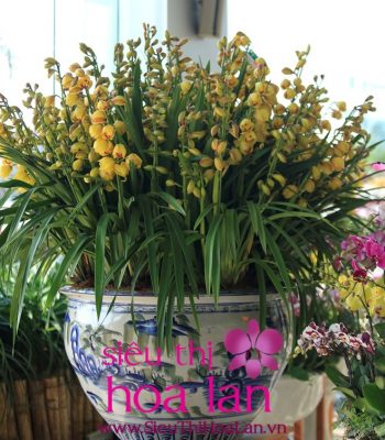 hoa dia lan ha noi 1 1