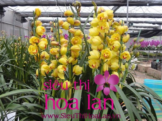 Kinh nghiệm mua hoa địa lan tại Hà Nội hoa dia lan ha noi 4