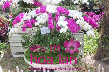 Hoa địa lan món quà tết đầy ý nghĩa hoa dia lan mon qua tet day y nghia 2
