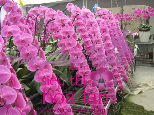 hoa ho diep apollo mon qua y nghia danh cho ngay khai truong 1