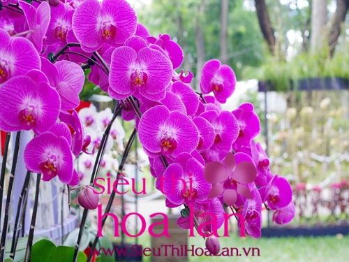 Lan hồ điệp apollo – món quà ý nghĩa dành cho ngày khai trương hoa ho diep apollo mon qua y nghia danh cho ngay khai truong 3