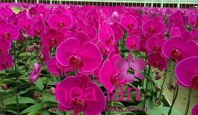 Lan hồ điệp apollo – món quà ý nghĩa dành cho ngày khai trương hoa ho diep apollo mon qua y nghia danh cho ngay khai truong 4