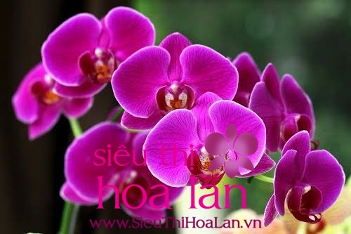 Lan hồ điệp giá rẻ sự lựa chọn tuỵêt vời dành cho người yêu hoa hoa ho diep gia re su lua chon tuyet voi cho nguoi yeu hoa 2