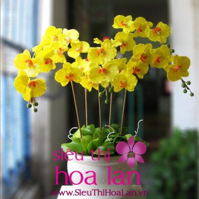 hoa ho diep gia re su lua chon tuyet voi cho nguoi yeu hoa 3