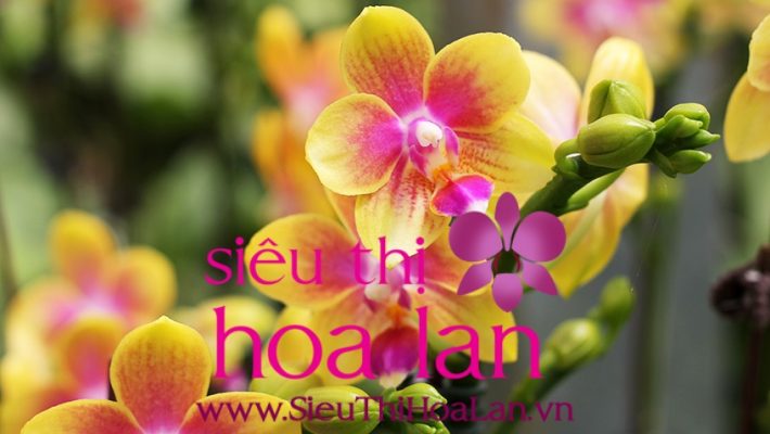 Lan hồ điệp giá rẻ sự lựa chọn tuỵêt vời dành cho người yêu hoa hoa ho diep gia re su lua chon tuyet voi cho nguoi yeu hoa 4