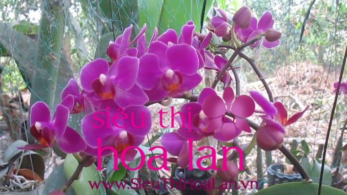 hoa ho diep man thien hong mot trong nhung loai hoa dep nhat the gioi 1