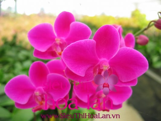 hoa ho diep man thien hong mot trong nhung loai hoa dep nhat the gioi 4