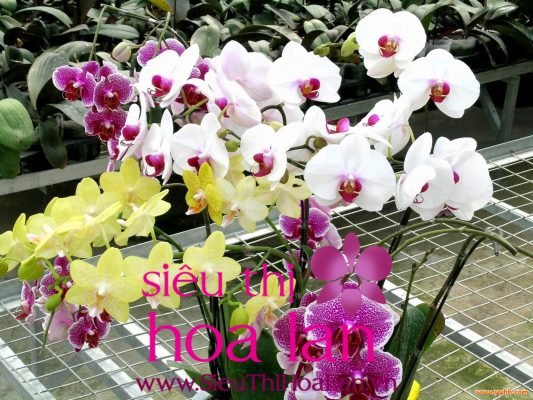 Lan hồ điệp tiếng anh là gì? hoa ho diep ten tieng anh la gi 3