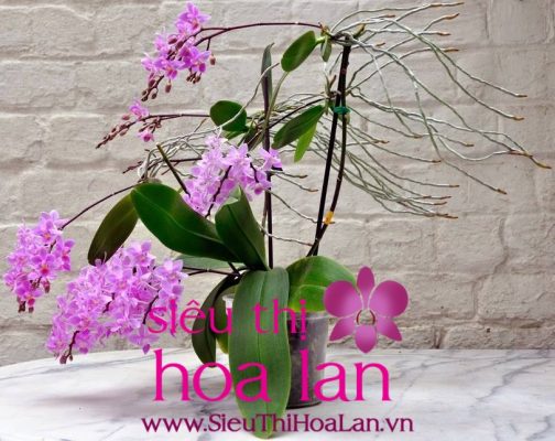 hoa lan ho diep mini mon qua danh tang cho nguoi than 1