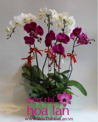 Hoa lan hồ điệp mini lựa chọn hoàn hảo làm quà cho người thân hoa lan ho diep mini mon qua danh tang cho nguoi than 3