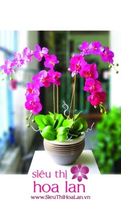 Hoa lan hồ điệp mini lựa chọn hoàn hảo làm quà cho người thân hoa lan ho diep mini mon qua danh tang cho nguoi than 4