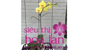 Lan hồ điệp một cành – nét đẹp cao quý trong sự bình dị lan ho diep 1 canh 1