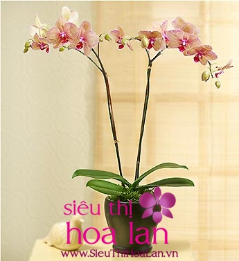 Lan hồ điệp 2 cành - sự sang trọng cho không gian nhà bạn lan ho diep 2 canh su sang trong cho khong gian nha ban 1