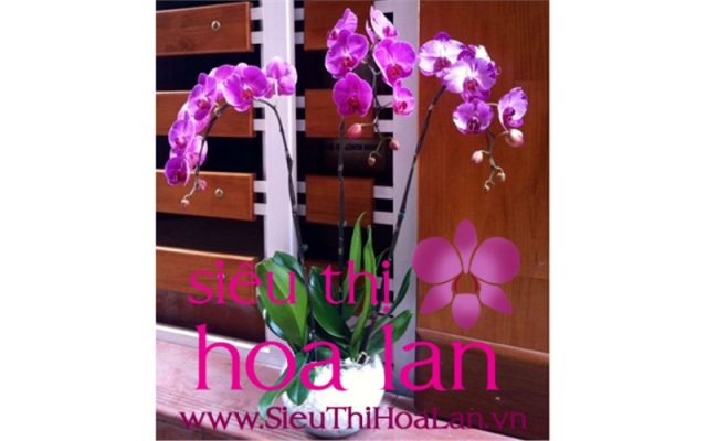 lan ho diep da lat vua dep vua hap dan 1