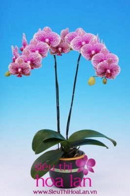 lan ho diep da lat vua dep vua hap dan 4