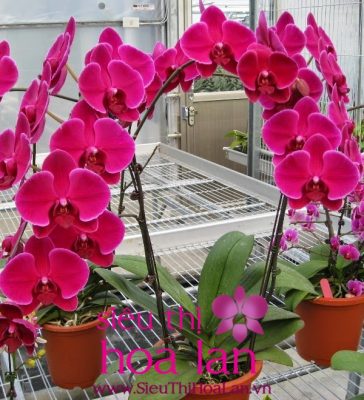 lan ho diep do bieu tuong tinh yeu nong nhiet 1