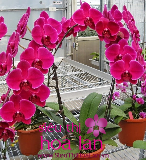 Lan hồ điệp đỏ biểu tượng tình yêu nồng nhiệt lan ho diep do bieu tuong tinh yeu nong nhiet 1