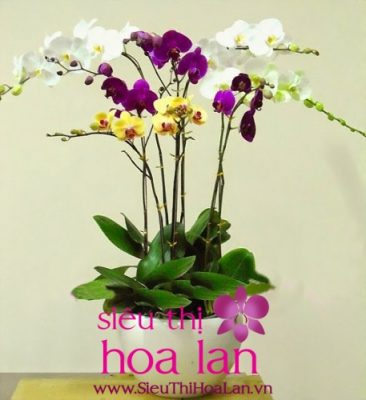 lan ho diep gia lua chon khong toi cho nguoi yeu hoa 1