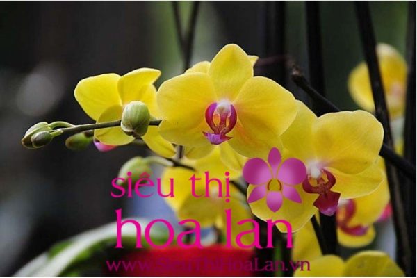 Lan hồ điệp vàng món quà tặng đầy ý nghĩa mà bạn nên chọn lan ho diep vang mon qua tang day y nghia ma ban nen chon 2