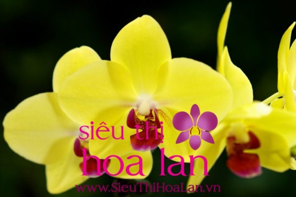 Lan hồ điệp vàng món quà tặng đầy ý nghĩa mà bạn nên chọn lan ho diep vang mon qua tang day y nghia ma ban nen chon 3