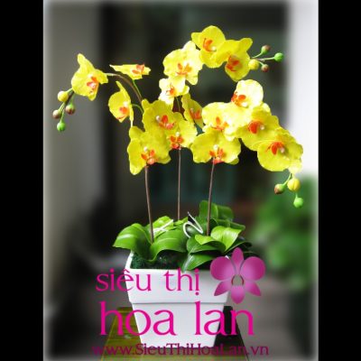 lan ho diep vang mon qua tang day y nghia ma ban nen chon 4