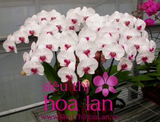 li giai tai sao lan ho diep trang duoc nhieu nguoi ua thich 4