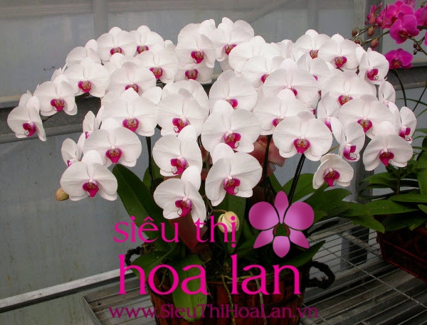 Lí giải tại sao lan hồ điệp trắng lại được nhiều người yêu thích li giai tai sao lan ho diep trang duoc nhieu nguoi ua thich 4