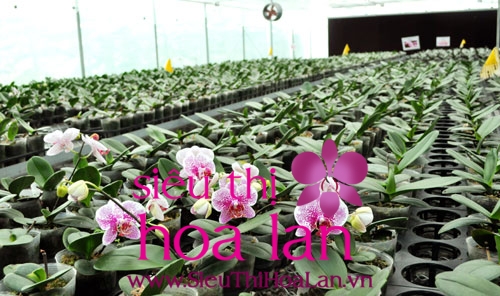 mua lan ho diep cay mo 1