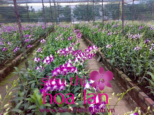 Tại sao nên mua lan hồ điệp cấy mô? mua lan ho diep cay mo 2