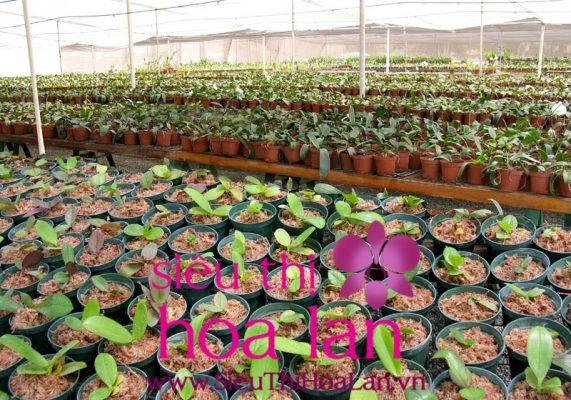 Tại sao nên mua lan hồ điệp cấy mô? mua lan ho diep cay mo 3