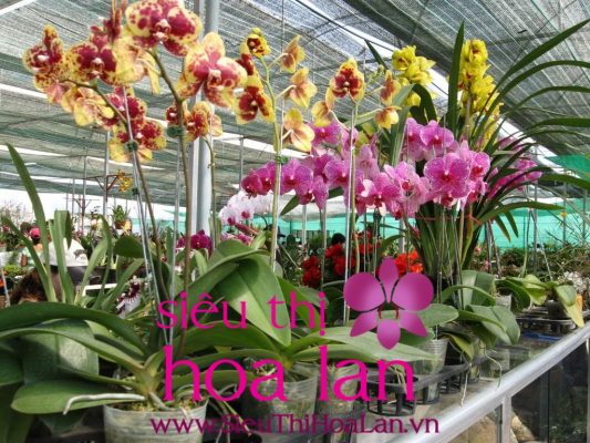 mua lan ho diep giong 1