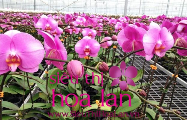 mua lan ho diep giong 4