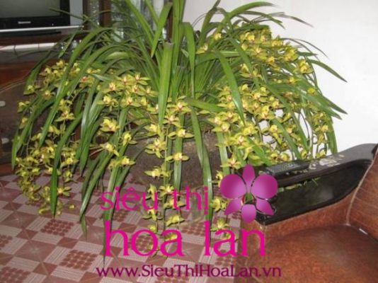 nguon goc ten goi hoa dia lan kiem tran mong 1