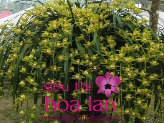 nguon goc ten goi hoa dia lan kiem tran mong 3.jpg