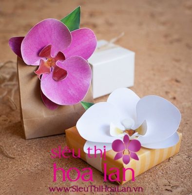 Những chậu hoa địa lan bằng giấy vừa rẻ vừa đẹp nhung chau hoa dia lan vua re vua dep 1