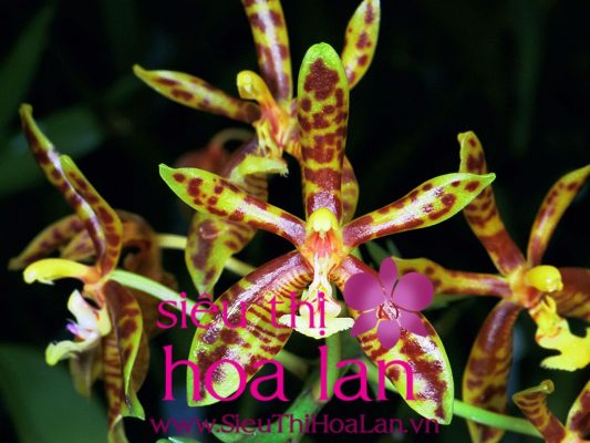 nhung dac diem cua dong lan ho diep an 1