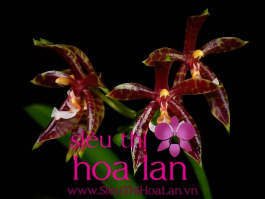 nhung dac diem cua dong lan ho diep an 3