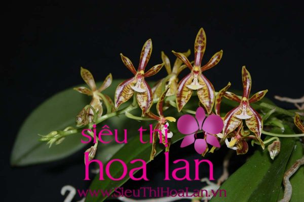 nhung dac diem cua dong lan ho diep an 4