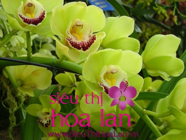 Những điều bạn nên biết về loài địa lan cymbidium nhung dieu ban nen biet ve loai dia lan cymbidium 4