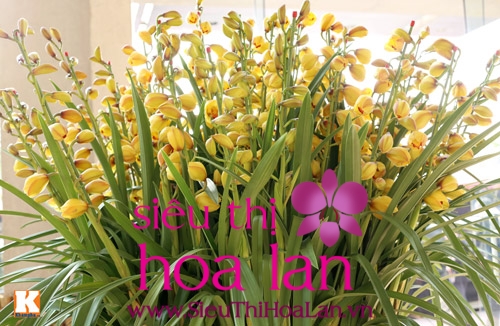 Nơi bán hoa địa lan Hà Nội chất lượng và uy tín nhất noi ban hoa lan ha noi uy tin va chat luong nhat 1