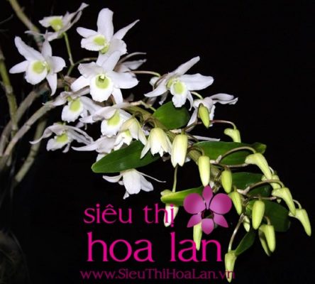 Sự đa dạng của thế giới lan hồ điệp rừng mà bạn cần tìm hiểu su da dang cua the gioi lan ho diep rung ma ban can tim hieu 2
