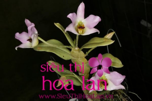 su da dang cua the gioi lan ho diep rung ma ban can tim hieu 3