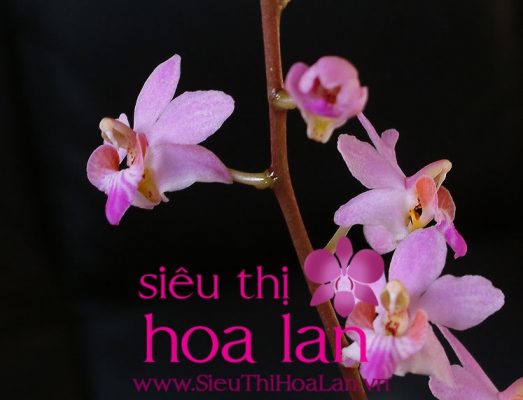 Sự đa dạng của thế giới lan hồ điệp rừng mà bạn cần tìm hiểu su da dang cua the gioi lan ho diep rung ma ban can tim hieu 4