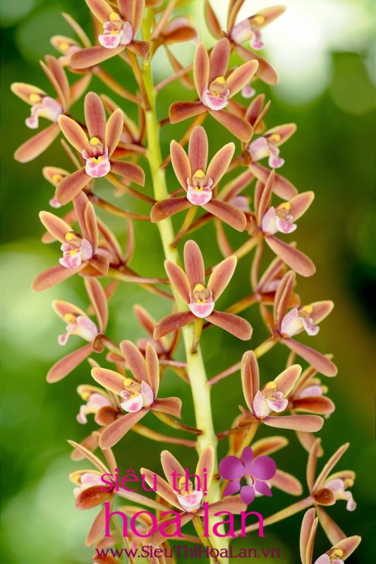 tai sao ban nen chon dia lan hong kiem 4