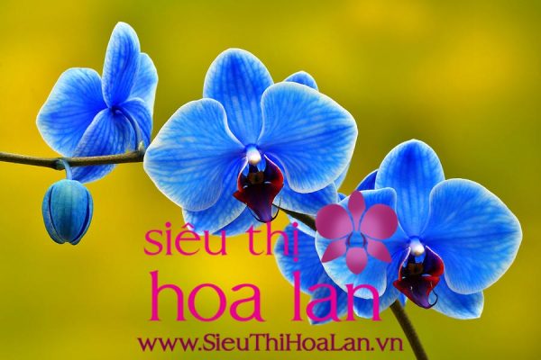 Tại sao lan Hồ Điệp màu xanh dương lại được ưa chuộng? tai sao lan ho diep xanh duong lai duoc nhieu nguoi ua chuong 2
