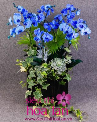 Hoa lan hồ điệp xanh