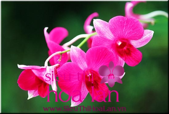 tim hieu ve hoa dia lan cam to 1